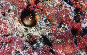 Maldives 2021 -Blennie a ocelle - Blackflap blenny - Cirripectes auritus  - DSC00643_rc